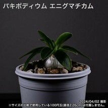 2YB 実生 パキポディウム エニグマチカム コーデックス 塊根植物_画像5