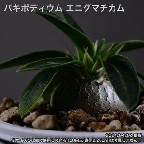 2YB 実生 パキポディウム エニグマチカム コーデックス 塊根植物の画像1