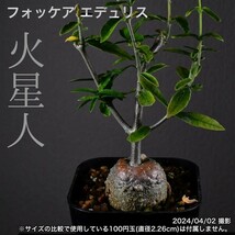 2Y9 実生 火星人 フォッケア エデュリス コーデックス 塊根植物_画像1