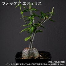 2Y9 実生 火星人 フォッケア エデュリス コーデックス 塊根植物_画像3