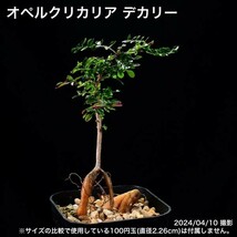 306 実生 オペルクリカリア デカリー コーデックス 塊根植物_画像1