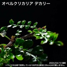 306 実生 オペルクリカリア デカリー コーデックス 塊根植物_画像7