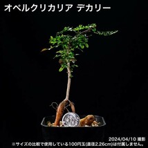 306 実生 オペルクリカリア デカリー コーデックス 塊根植物_画像9