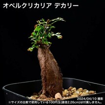 305 根挿し パワータンク オペルクリカリア デカリー コーデックス 塊根植物_画像1