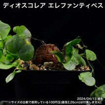 31B 実生 亀甲竜 ディオスコレア エレファンティペス コーデックス 塊根植物_画像4