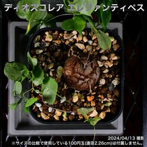 31B 実生 亀甲竜 ディオスコレア エレファンティペス コーデックス 塊根植物_画像8