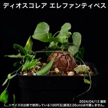 31B 実生 亀甲竜 ディオスコレア エレファンティペス コーデックス 塊根植物_画像5