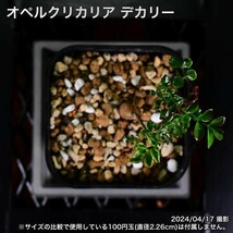 336 実生 オペルクリカリア デカリー コーデックス 塊根植物_画像8