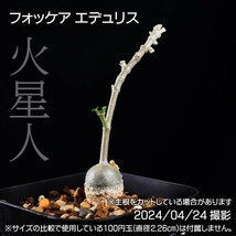 345 実生 火星人 フォッケア エデュリス コーデックス 塊根植物_画像1