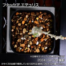 345 実生 火星人 フォッケア エデュリス コーデックス 塊根植物_画像8