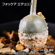 345 実生 火星人 フォッケア エデュリス コーデックス 塊根植物_画像6