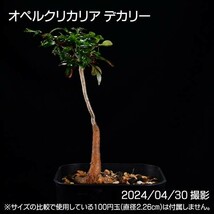 358 実生 オペルクリカリア デカリー コーデックス 塊根植物_画像5