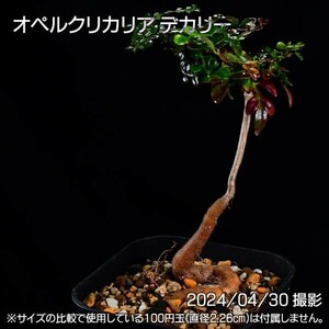 358 実生 オペルクリカリア デカリー コーデックス 塊根植物