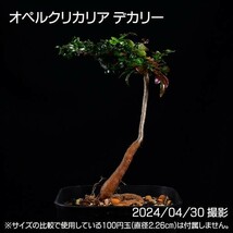 358 実生 オペルクリカリア デカリー コーデックス 塊根植物_画像2