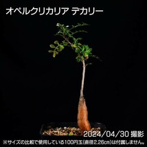 355 実生 オペルクリカリア デカリー コーデックス 塊根植物_画像4