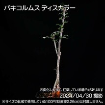 352 実生 象の木 パキコルムス ディスカラー コーデックス 塊根植物_画像3