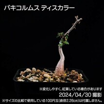 351 実生 象の木 パキコルムス ディスカラー コーデックス 塊根植物_画像3