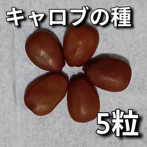 キャロブ(イナゴ豆)の種5粒