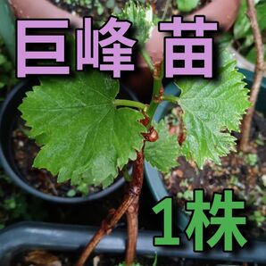 巨峰 発根済み 抜き苗 1株