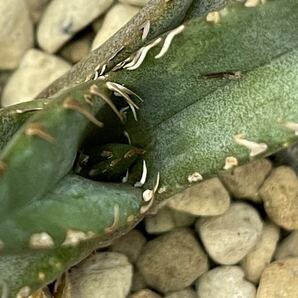 アガベ 多肉植物 チタノタ ワニガメ 【鰐亀】 発根済み (検皇冠 清櫻 海王 悪魔くん シーザー ハデス SADの画像6