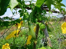 無農薬 自然菜園 雑草から緑肥、堆肥に、、