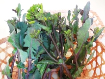 珍しい ムラサキ茎 のらぼう菜、健康野菜。
