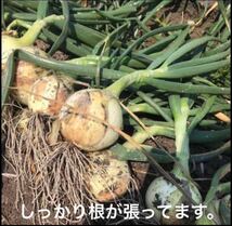 ＜訳あり＞淡路島産新玉ねぎ10kg 高糖度 新玉葱 新たまねぎ 新タマネギ_画像6