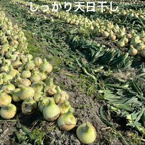 ＜訳あり＞淡路島産新玉ねぎ10kg 高糖度 新玉葱 新たまねぎ 新タマネギ の画像5