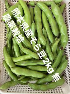 【取りたて】熊本県産そら豆2kg 無農薬栽培（皮付き）