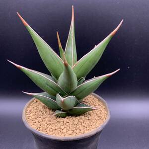 01【再入荷】多肉植物 サンスベリア ピンギキュラ ナナ Sansevieria Pinguicula Nana 選抜極上株