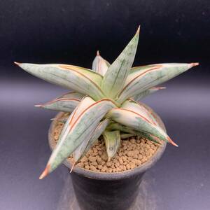 01【超美苗】多肉植物 サンセベリア ブルークローン白斑 Sansevieria Blue Clone White variegated 鮮明斑入 選抜極上株