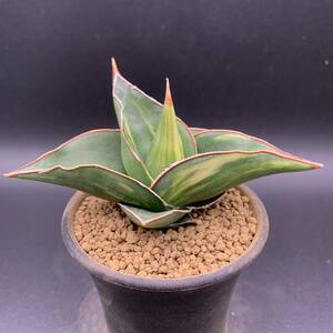 01【再入荷】多肉植物 サンスベリア ピンギキュラ×エーレンベルギー Sansevieria Pinguicula × Ehrenbergii Variegated 極鮮斑 中株