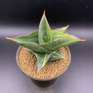 02【再入荷】多肉植物 サンスベリア ピンギキュラ×エーレンベルギー Sansevieria Pinguicula × Ehrenbergii Variegated 極鮮斑 中株