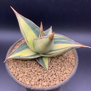 01【超美苗】多肉植物 サンスベリア ピンギキュラ 斑入 Sansevieria Pinguicula Variegated 鮮明斑 選抜極上株