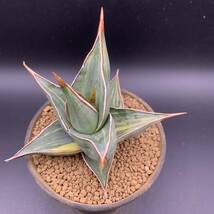 02【超美苗】多肉植物 サンスベリア ピンギキュラ 斑入 Sansevieria Pinguicula Variegated 鮮明斑 選抜極上株_画像3