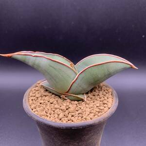 01【大人気】多肉植物 サンスベリア バナナ Sansevieria Banana 選抜極上株