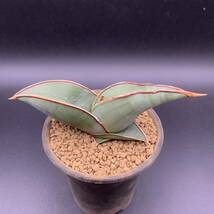 01【大人気】多肉植物 サンスベリア バナナ Sansevieria Banana 選抜極上株_画像2