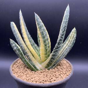 02【新入荷】多肉植物 ガステリア アシナシフォリア 斑入 Gasteria Acinacifolia Variegated 鮮明黄斑 選抜極上株