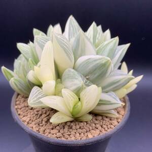 01【新入荷】多肉植物 ハオルチア レツーサ群生 斑入り Haworthia Retusa variegated 選抜極上株 美苗 小株付き