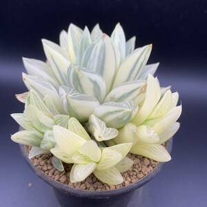 02【新入荷】多肉植物 ハオルチア レツーサ群生 斑入り Haworthia Retusa variegated 選抜極上株 美苗 小株付き