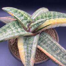 01【新入荷】多肉植物 ガステリア バテシアーナ 斑入り 春鶯囀錦 Gasteria Batesiana variegated 鮮明斑 選抜極上株 大株_画像3