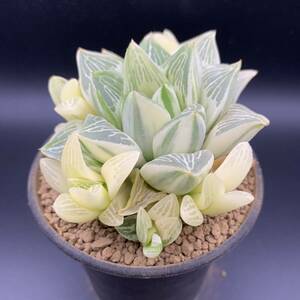 01【新入荷】多肉植物 ハオルチア レツーサ群生 斑入り Haworthia Retusa variegated 選抜極上株 美苗 小株付き