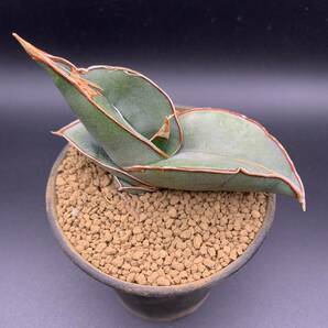 02【大人気】多肉植物 サンスベリア バナナ Sansevieria Banana 選抜極上株の画像4