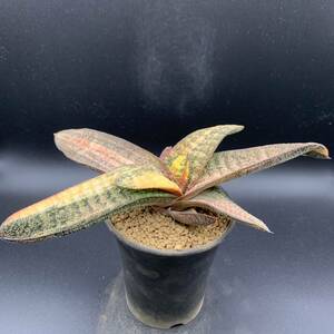 02【新入荷】多肉植物 ガステリア バテシアーナ 斑入り 春鶯囀錦 Gasteria Batesiana variegated 鮮明斑 選抜極上株 大株