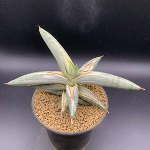 01【超美苗】多肉植物 サンセベリア ブルークローン白斑 Sansevieria Blue Clone White variegated 鮮明斑入 選抜極上株の画像2