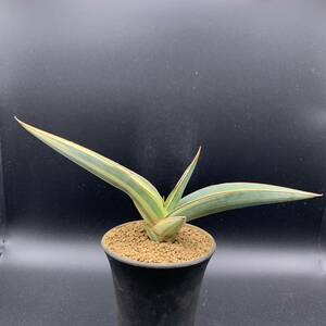 01【超希少】多肉植物 サンスベリア ヨハネスブルグ 斑入 Sansevieria Johannesburg Variegata 選抜極上株 鮮明斑 中株