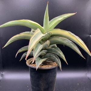 01【特大苗】多肉植物 サンスベリア キスマヨ 斑入 Sansevieria Kismayo variegata 大株 選抜極上斑 美苗