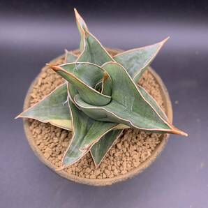 02【再入荷】多肉植物 サンスベリア ピンギキュラ×エーレンベルギー Sansevieria Pinguicula × Ehrenbergii Variegated 極鮮斑 中株の画像6