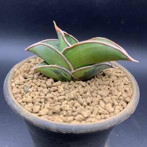 03【激レア】多肉植物 サンスベリア ロリダ 斑入 Sansevieria Rorida Variegated 鮮明斑 選抜極上株