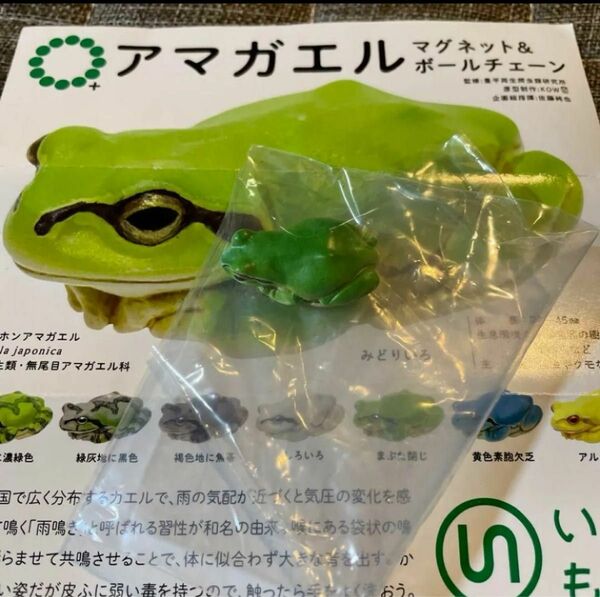 【新品】アマガエル マグネット＆ボールチェーン みどりいろ 